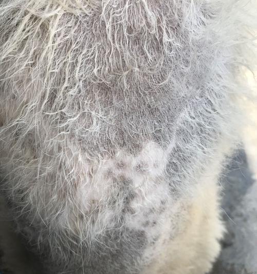 为什么狗狗的皮肤会发黑？（探寻黑色皮肤背后的原因与饮食建议）(图2)