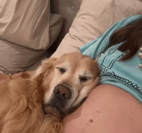 金毛生小狗的时机选择与注意事项（为您解答金毛生小狗的最佳时间及相关知识）(图2)