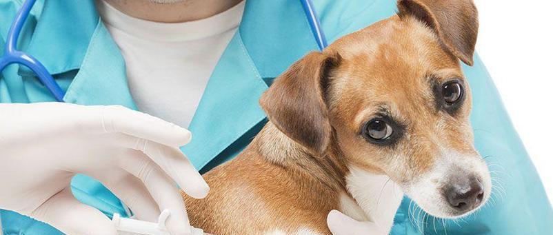 金毛刚打完疫苗要注意什么？（养金毛宝宝的小心事，保证它健康快乐成长）(图3)