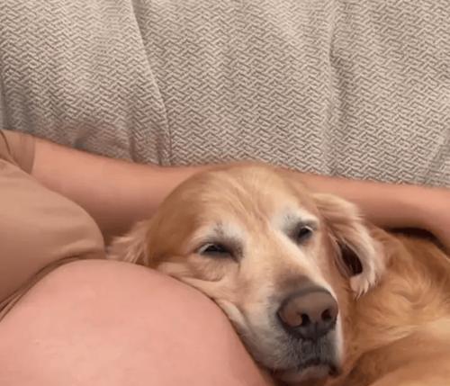 金毛生小狗的时机选择与注意事项（为您解答金毛生小狗的最佳时间及相关知识）(图3)