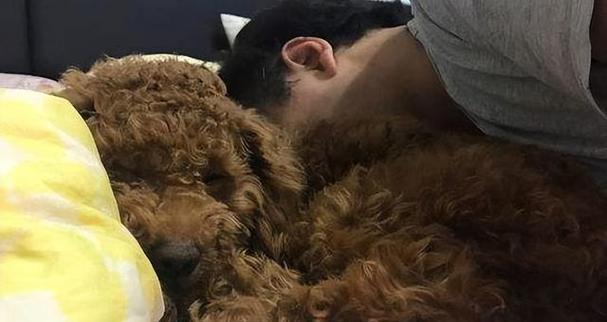 以泰迪配上有什么表现（探究泰迪犬与其他宠物相处时的行为特点）(图2)