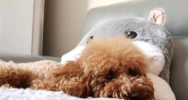 以泰迪配上有什么表现（探究泰迪犬与其他宠物相处时的行为特点）(图1)