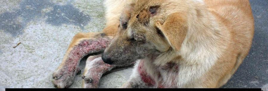 为什么狗狗的皮肤会发黑？（探寻黑色皮肤背后的原因与饮食建议） - 新生家伴