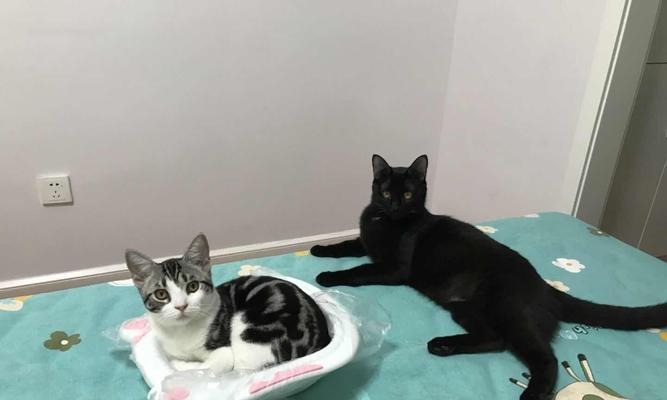 美短不能吃什么？保护你的猫咪健康饮食的关键（了解美短禁食食物，让你的猫咪远离食物危机）(图3)