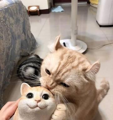 美短不能吃什么？保护你的猫咪健康饮食的关键（了解美短禁食食物 - 新生家伴