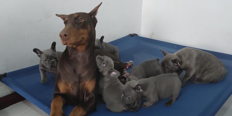 杜宾犬为何不能打？（揭秘杜宾犬打架禁忌与危害） - 新生家伴