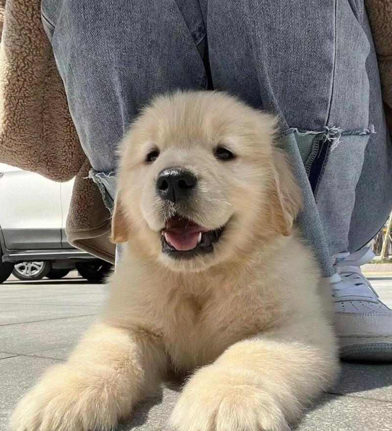 金毛生小狗的时机选择与注意事项（为您解答金毛生小狗的最佳时间及相关知识）(图1)