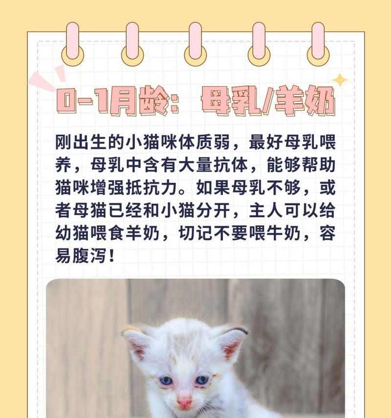 提高猫的体质，让它更健康（合理饮食对猫的身体发育至关重要）(图2)