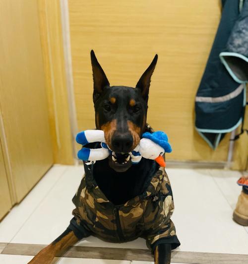 杜宾犬为何不能打？（揭秘杜宾犬打架禁忌与危害）(图2)