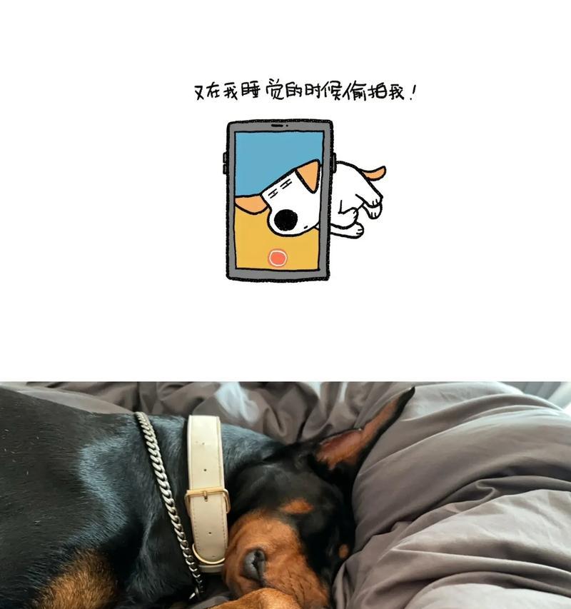 杜宾犬为何不能打？（揭秘杜宾犬打架禁忌与危害）(图3)