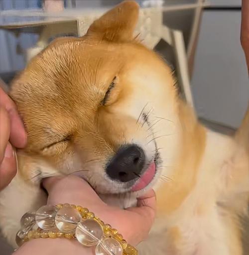 揭秘狗为什么喜欢挠嘴的原因（深入探究狗喜欢挠嘴的行为背后的奥秘）(图3)