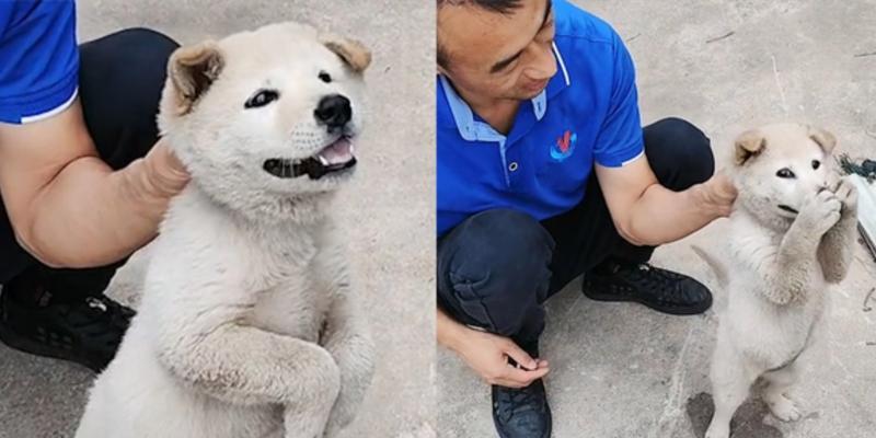 揭秘狗为什么喜欢挠嘴的原因（深入探究狗喜欢挠嘴的行为背后的奥秘）(图1)