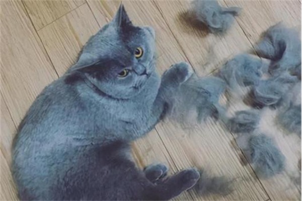 给猫咪吃鱼油真的可以减少掉毛吗？ - 新生家伴