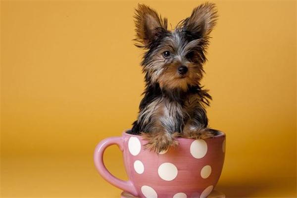 有必要给狗狗穿衣服吗? 有必要给狗狗穿衣服吗?(图2)