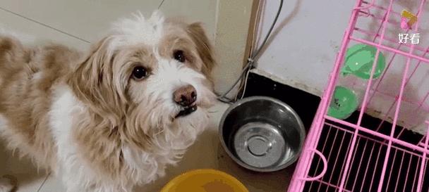 狗不吃狗粮？别担心，它们还能吃什么！（寻找适合狗狗的饮食方案 - 新生家伴