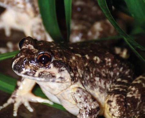 冬天中的勇敢者（探索寒冷季节中动物的适应能力和生存策略） - 新生家伴