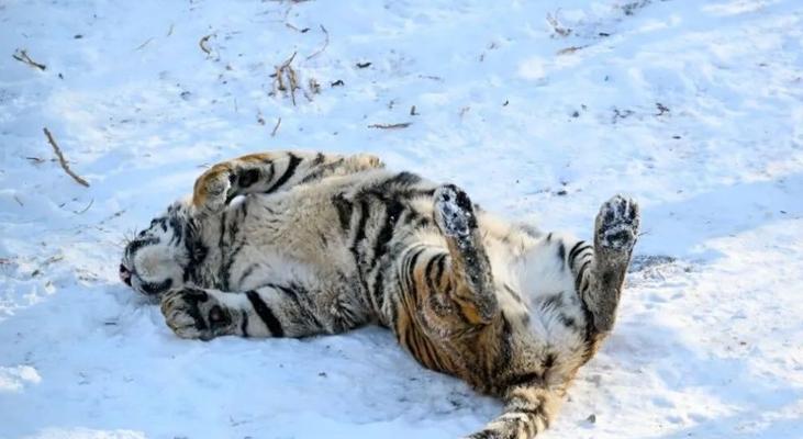 冬天中的勇敢者（探索寒冷季节中动物的适应能力和生存策略）(图2)