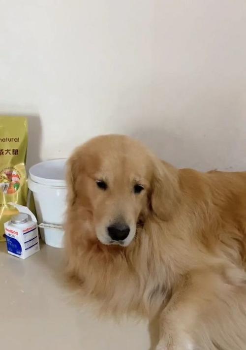 狗狗神情呆滞(探索狗狗呆滞症的成因、症状和治疗方法)(图3) 狗狗神情呆滞(探索狗狗呆滞症的成因、症状和治疗方法)(图3)