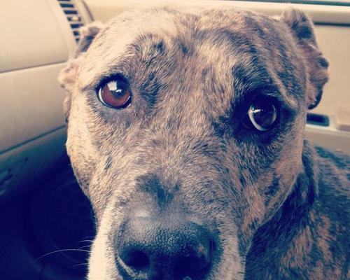 狗狗神情呆滞(探索狗狗呆滞症的成因、症状和治疗方法)(图1) 狗狗神情呆滞(探索狗狗呆滞症的成因、症状和治疗方法)(图1)