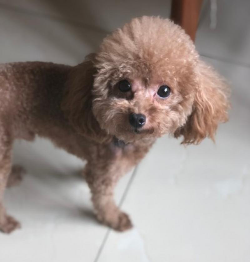 狗狗神情呆滞(探索狗狗呆滞症的成因、症状和治疗方法)(图2) 狗狗神情呆滞(探索狗狗呆滞症的成因、症状和治疗方法)(图2)