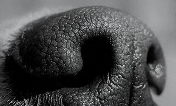 狗鼻子的湿润之谜（揭开狗鼻子湿润的原因及其重要作用）(图2)