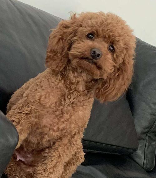 泰迪狗宫缩的原因及症状解析（宫缩是什么？如何识别泰迪狗宫缩？ - 新生家伴