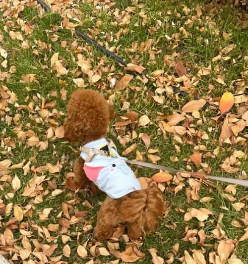 狗鼻子的湿润之谜（揭开狗鼻子湿润的原因及其重要作用）(图1)