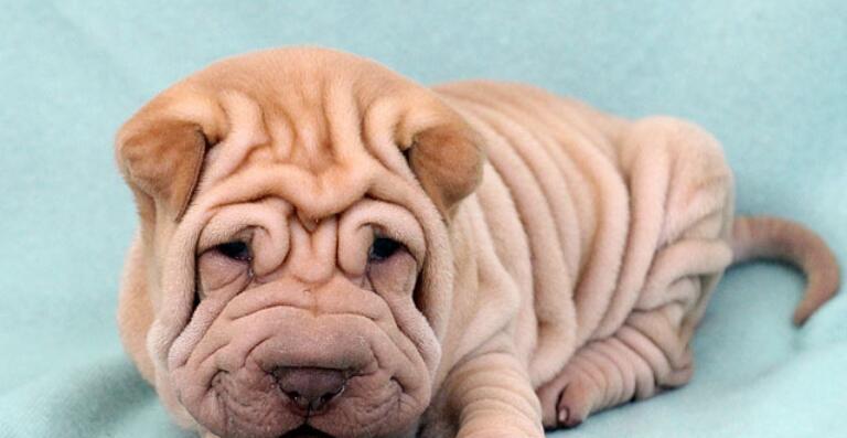 沙皮狗的喜爱游戏与玩耍之道（揭秘沙皮狗对游戏的热爱及其最佳玩 - 新生家伴