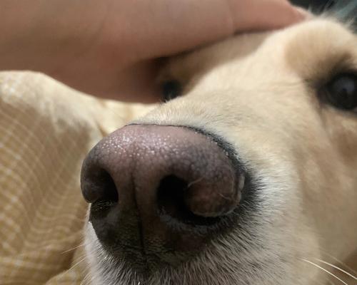 狗鼻子的湿润之谜（揭开狗鼻子湿润的原因及其重要作用）(图3)