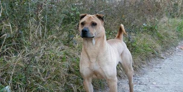 沙皮狗的喜爱游戏与玩耍之道（揭秘沙皮狗对游戏的热爱及其最佳玩耍方式）(图3)