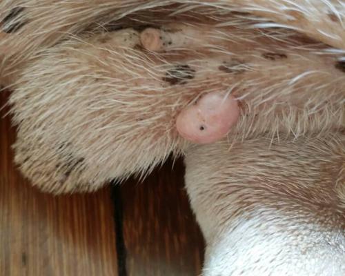 狗狗睾丸流脓的原因及治疗方法（探究狗狗睾丸流脓的症状、危害和应对措施）(图1)