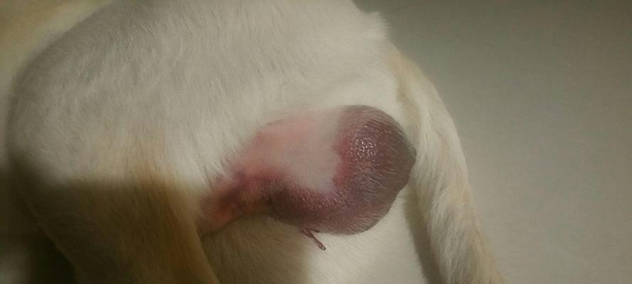 狗狗睾丸流脓的原因及治疗方法（探究狗狗睾丸流脓的症状、危害和应对措施）(图3)