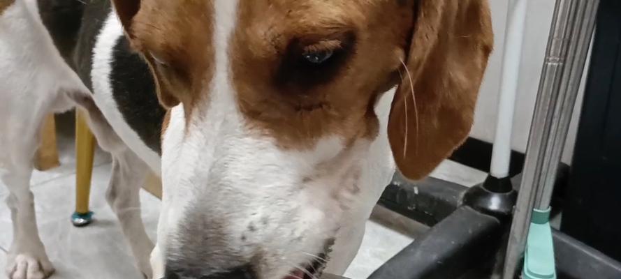 狗狗喝水过多的症状引起及预防方法（常见原因与解决方案，保护宠物健康）(图2)