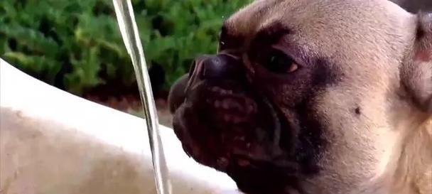 狗狗喝水过多的症状引起及预防方法（常见原因与解决方案，保护宠 - 新生家伴