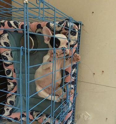 斗牛两个月的必备注意事项（了解斗牛并做好准备，让你的斗牛生活更加顺利）(图3)