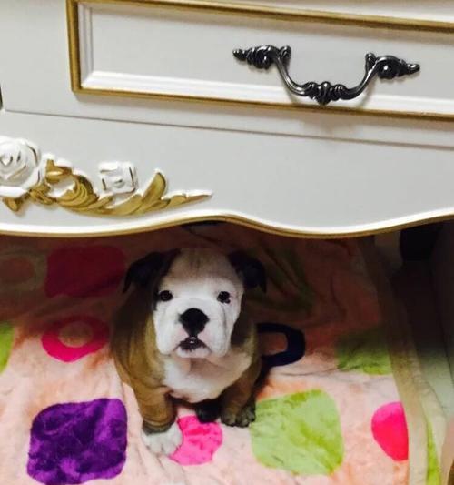 斗牛两个月的必备注意事项（了解斗牛并做好准备，让你的斗牛生活更加顺利）(图2)