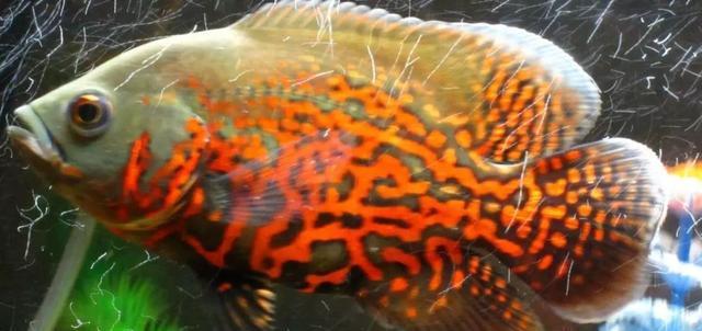 探秘地图鱼的神奇之旅（探索地图鱼的独特外观和生活习性）(图3)