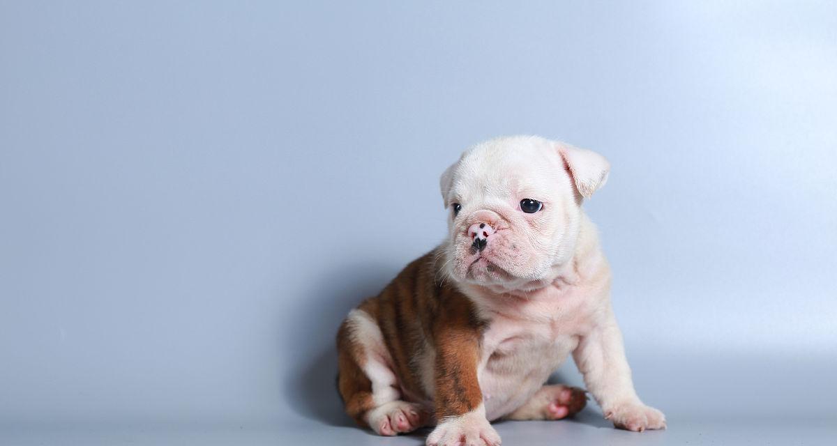 斗牛两个月的必备注意事项（了解斗牛并做好准备，让你的斗牛生活 - 新生家伴