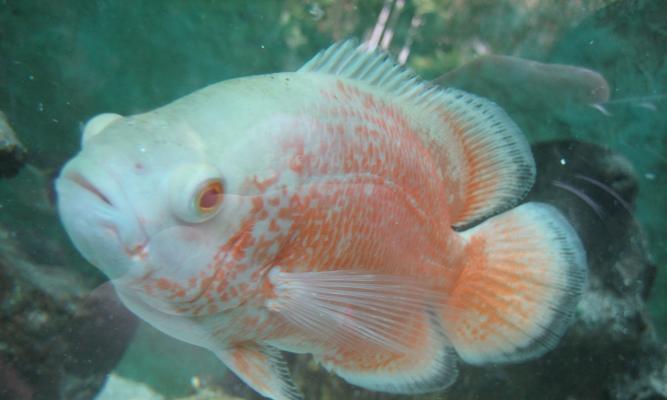 探秘地图鱼的神奇之旅（探索地图鱼的独特外观和生活习性）(图1)