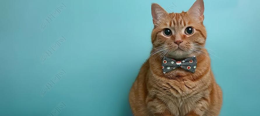 宠物猫的乖巧与可爱（以什么宠物猫乖巧？）(图2)