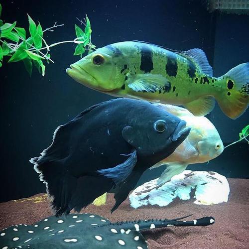 探秘地图鱼的神奇之旅（探索地图鱼的独特外观和生活习性）(图2)