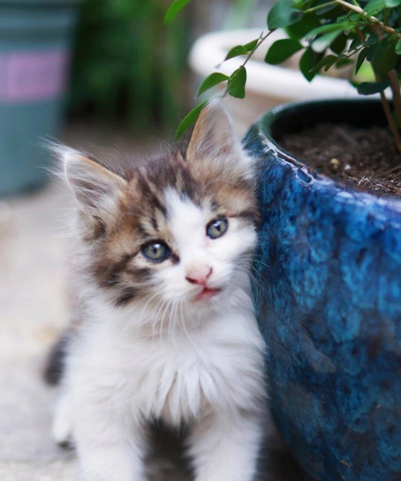 宠物猫的乖巧与可爱（以什么宠物猫乖巧？）(图1)