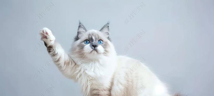 宠物猫的乖巧与可爱（以什么宠物猫乖巧？）(图3)