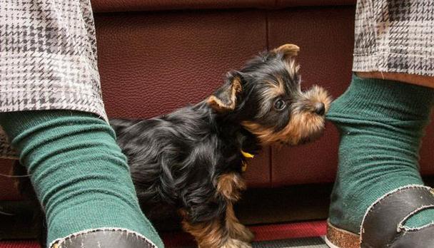 成年狗拉血的原因及处理方法(探究成年狗拉血的可能原因及有效的处理方法)(图2) 成年狗拉血的原因及处理方法(探究成年狗拉血的可能原因及有效的处理方法)(图2)