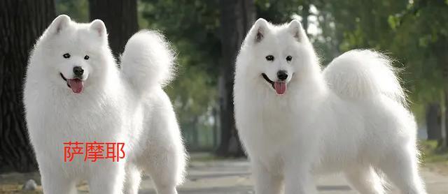 品种多样化的狗如何形成？（探究狗的品种形成的因素及其关键要素）(图2)