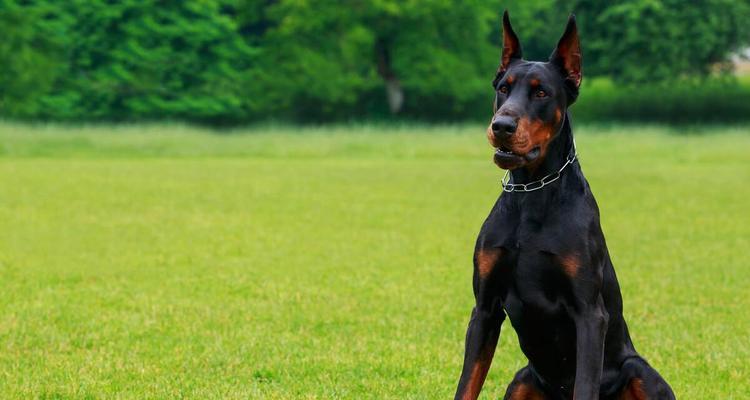 品种多样化的狗如何形成？（探究狗的品种形成的因素及其关键要素）(图3)