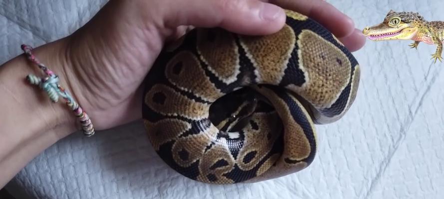 以球莽能吃什么（探究以球莽的饮食习惯及可食用食物）(图3)