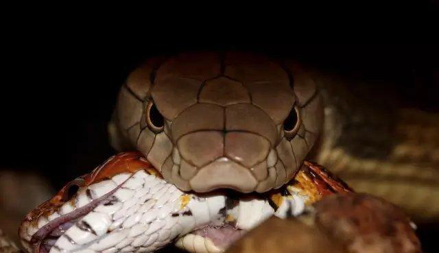 以球莽能吃什么（探究以球莽的饮食习惯及可食用食物） - 新生家伴