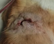 海泊舒治疗病例 | 一例犬咬伤的病例报告(图9)