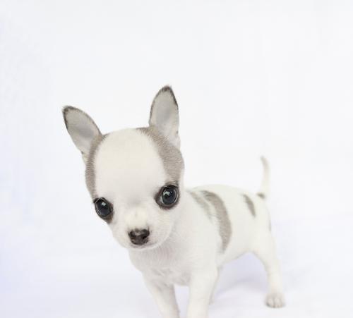 探秘拥有耷拉耳朵毛卷发光的狗的奇特魅力（迷人的卷发光，这个特征只属于某一种狗？）(图2)